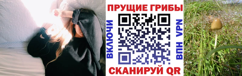 Псилоцибиновые грибы Psilocybine cubensis  закладки  Алексеевка 
